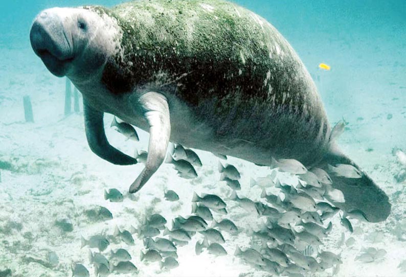 அதிகம் வேட்டையாடப்பட்ட கடல் பசு அதிகம் வேட்டையாடப்பட்ட கடல் பசு