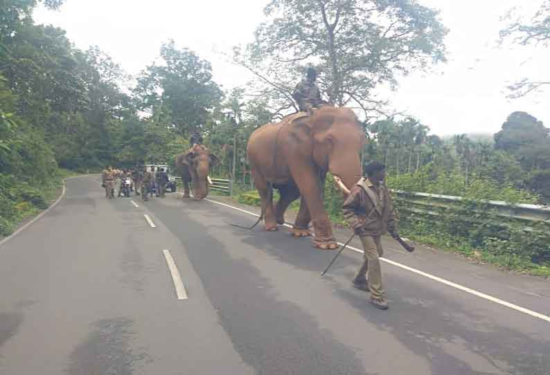 ஊருக்குள் நுழையும் காட்டு யானைகளை விரட்டுவதற்காக  முதுமலையில் இருந்து 3 கும்கி யானைகள் வரவழைப்பு