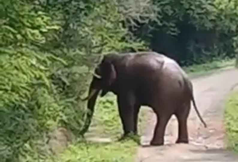 ஆலங்காயம் அருகே; ஒற்றை யானை வயல்களுக்குள் புகுந்து அட்டகாசம்