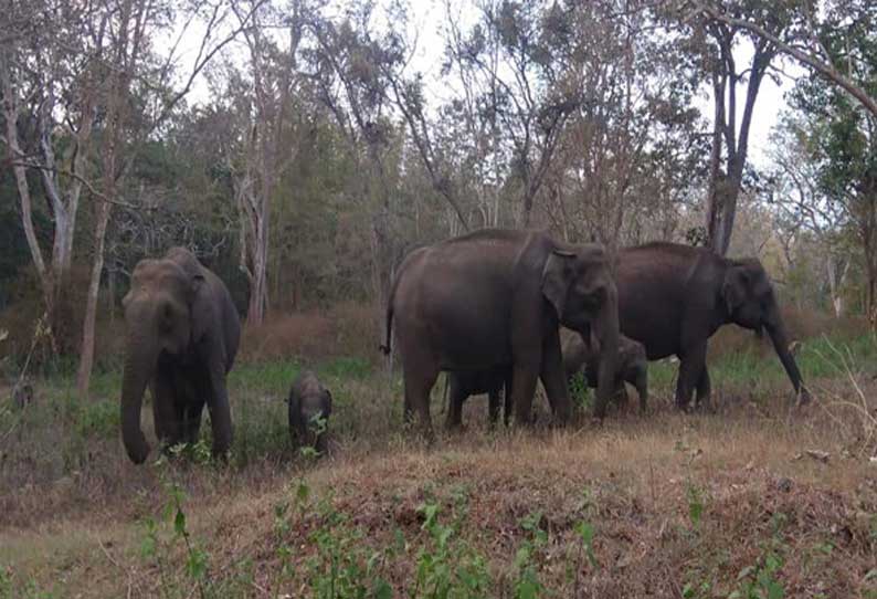 ரேஷன் கடையை உடைத்து காட்டுயானைகள் அட்டகாசம்