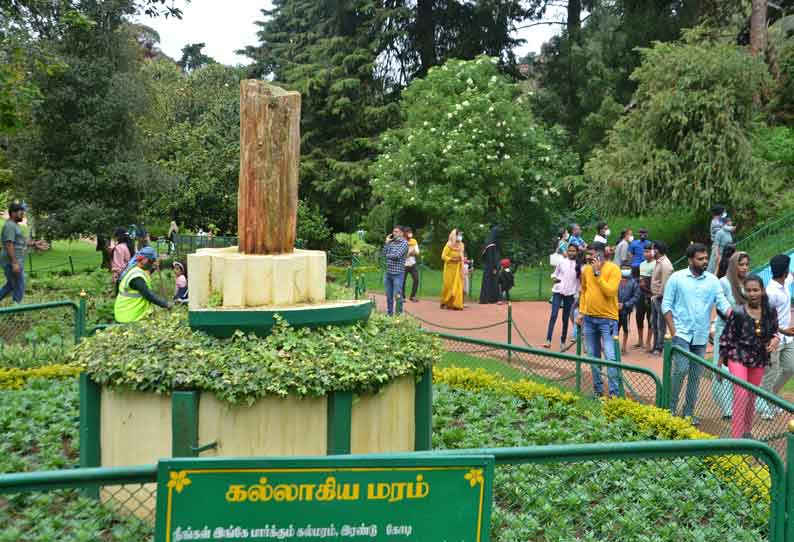 ஊட்டி அரசு தாவரவியல் பூங்காவில் சுற்றுலா பயணிகள் வருகை அதிகரிப்பு