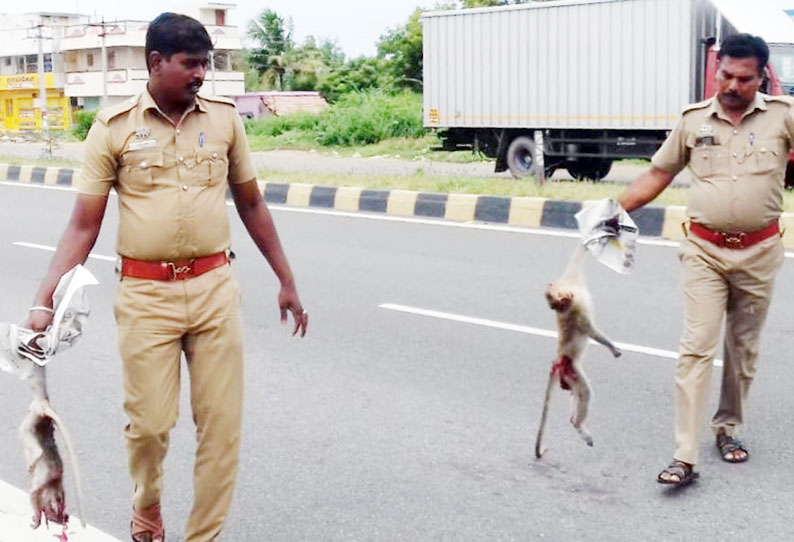 வாகனம் மோதி குட்டியுடன் குரங்கு சாவு