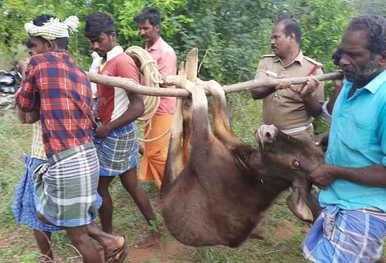 செந்துறை அருகே கிணற்றில் விழுந்த காட்டெருமை மீட்பு