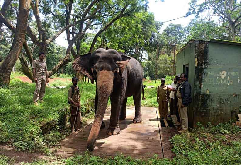 வளர்ப்பு யானைகளின் உடல் எடை கணக்கீடு