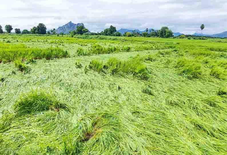 1000 ஏக்கர் நெற்பயிர் மழையால் சாய்ந்தன