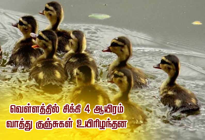 ஊத்துக்கோட்டை அருகே வெள்ளத்தில் சிக்கி 4 ஆயிரம் வாத்து குஞ்சுகள் உயிரிழந்தன