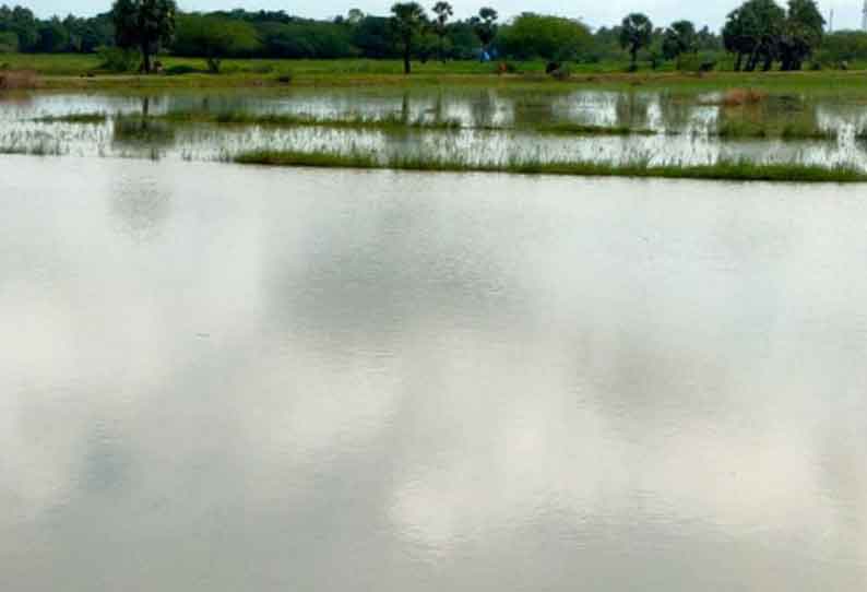 நாகை மாவட்டத்தில், மழை விட்ட பின்னரும் தண்ணீர் வடியாமல் குளம்போல் காட்சி அளிக்கும் வயல்வெளிகள் பயிர்களை காப்பாற்ற வழியில்லை என விவசாயிகள் விரக்தி