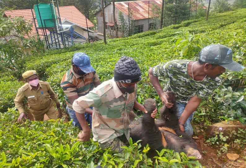 குன்னூர் அருகே உடல்நிலை பாதித்த ஆண் கரடி உயிரிழப்பு