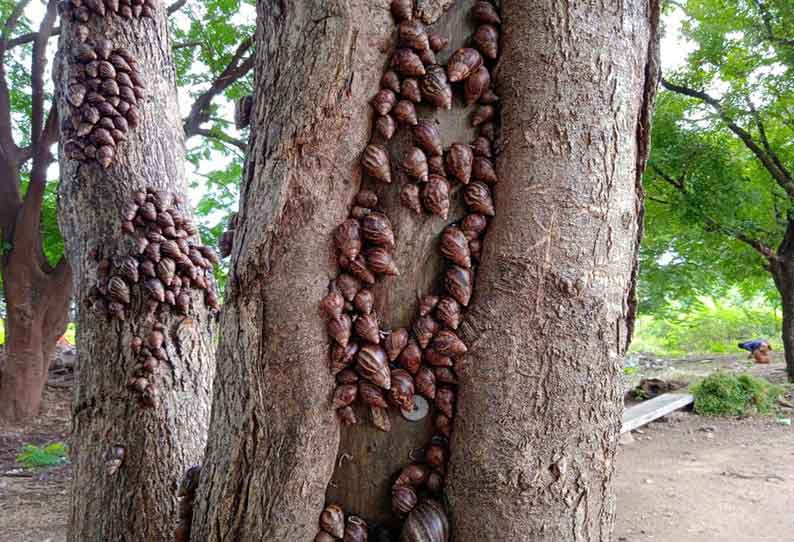 காரமடையில் நத்தைகள் படையெடுப்பால் கிராம மக்கள் பீதி