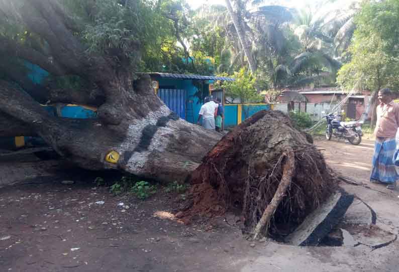 பழமையான புளிய மரம் வேரோடு சாய்ந்தது