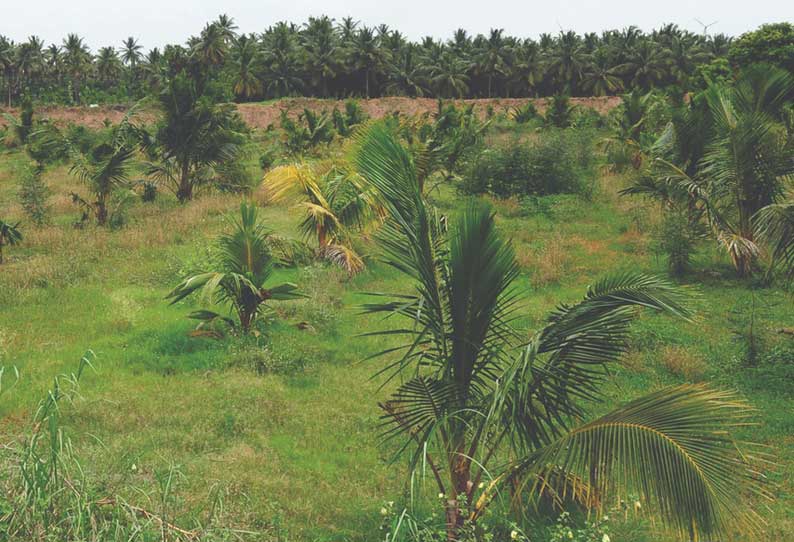 தென்னை சாகுபடியில் விவசாயிகள் ஆர்வம்