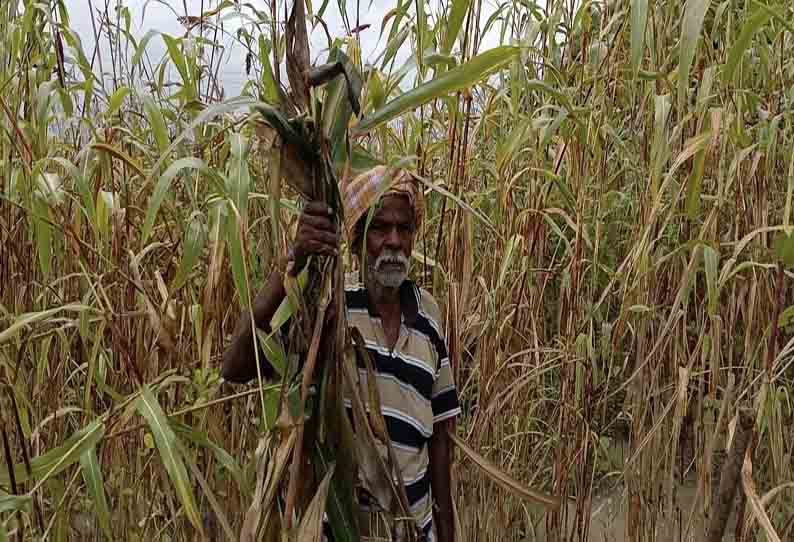 மழைநீரில் மூழ்கி பயிர்கள் நாசம்