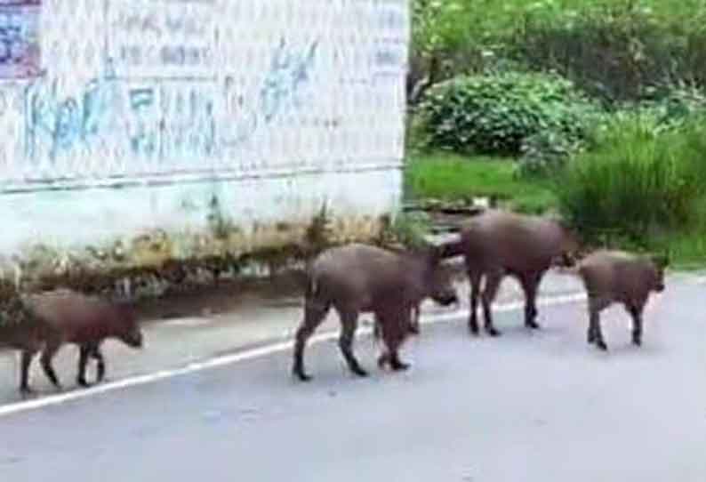 கொடைக்கானல் ஏரிச்சாலையில் உலா வந்த காட்டுப்பன்றிகள்