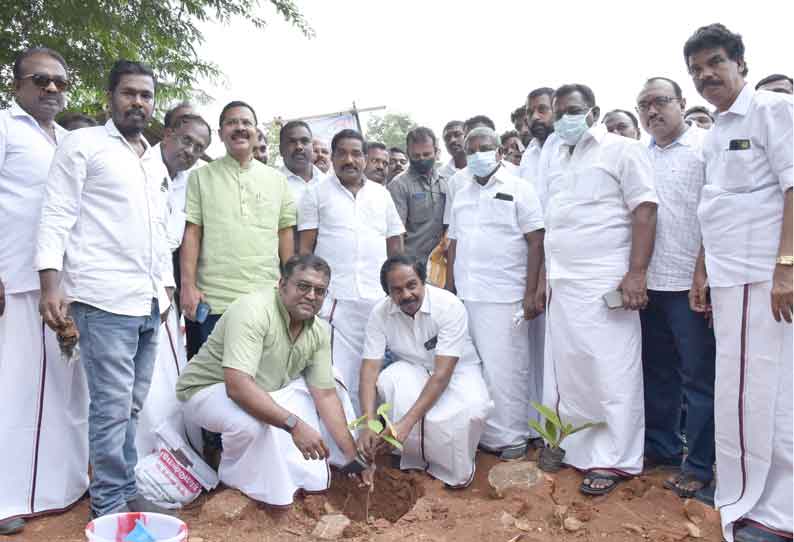 வீடுகளில் மூலிகை மரங்களை வளருங்கள்