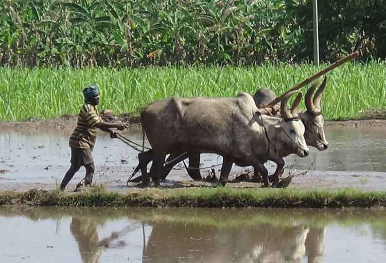 ஆண்டிப்பட்டி பகுதியில் நெல் சாகுபடி பணி தீவிரம்