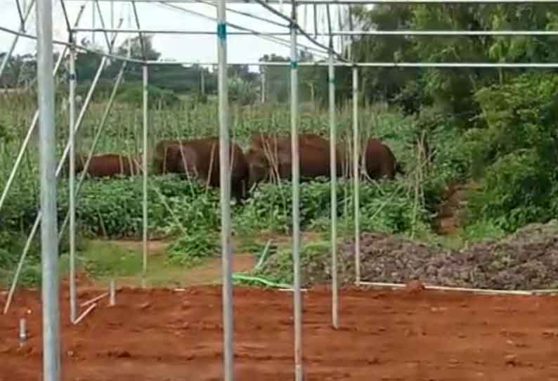 தளி அருகே விவசாய நிலங்களில் புகுந்து காட்டுயானைகள் அட்டகாசம் வனப்பகுதிக்கு விரட்டும் பணி தீவிரம்