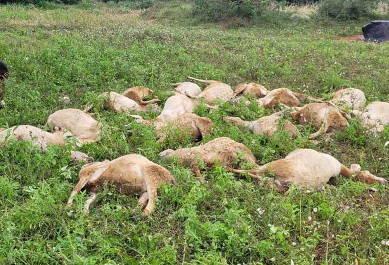 20 செம்மறி ஆடுகள் மர்ம சாவு - பயிற்சி கால்நடை டாக்டர் மீது குற்றச்சாட்டு