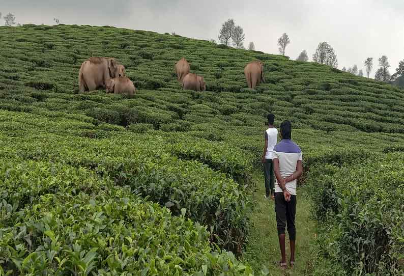 Impact of tea picking operation at Valparai | வால்பாறையில் தேயிலை பறிக்கும்  பணி பாதிப்பு