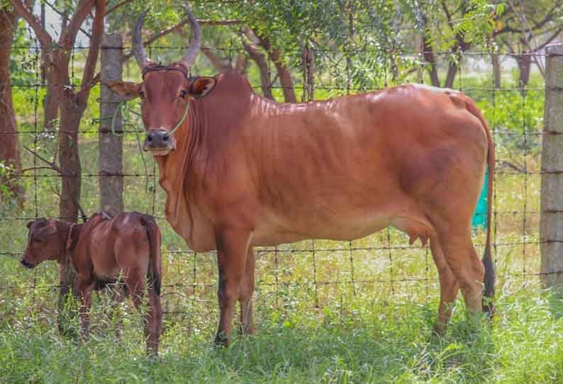 காங்கேயம் இன செவலை பசுமாடு  ரூ 90 ஆயிரத்திற்கு விற்பனை