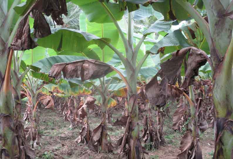 இலை கருகல் நோயால் வாழைகள் பாதிப்பு