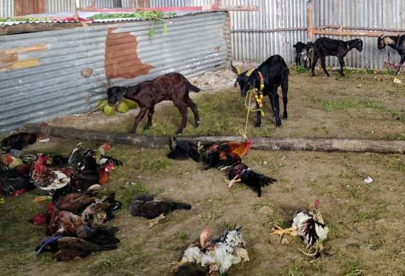 பக்தர்கள் காணிக்கை அளித்த கோழி, ஆடுகள்