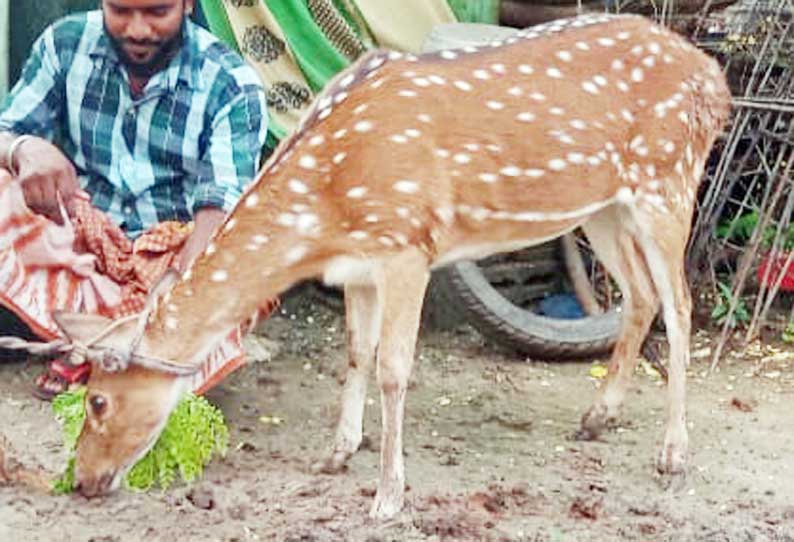 உயிருடன் பிடித்து வனத்துறையினரிடம் ஒப்படைக்கப்பட்ட மான் சாவு