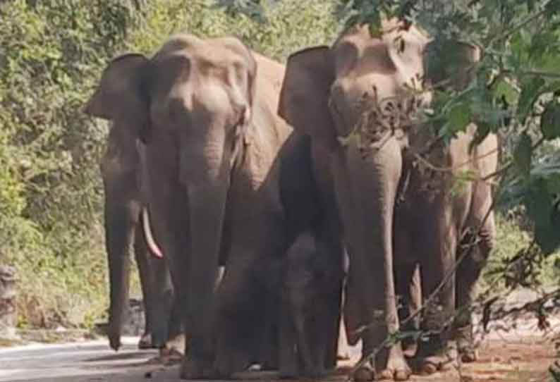 அரசு பஸ்சை வழிமறித்த காட்டு யானைகள்