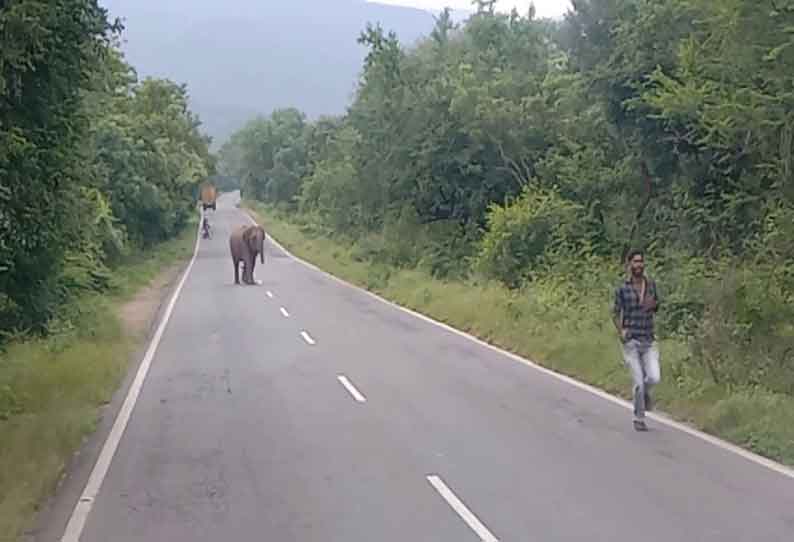 செல்போனில் புகைப்படம் எடுக்க முயன்ற  வாலிபர்களை விரட்டிய யானை