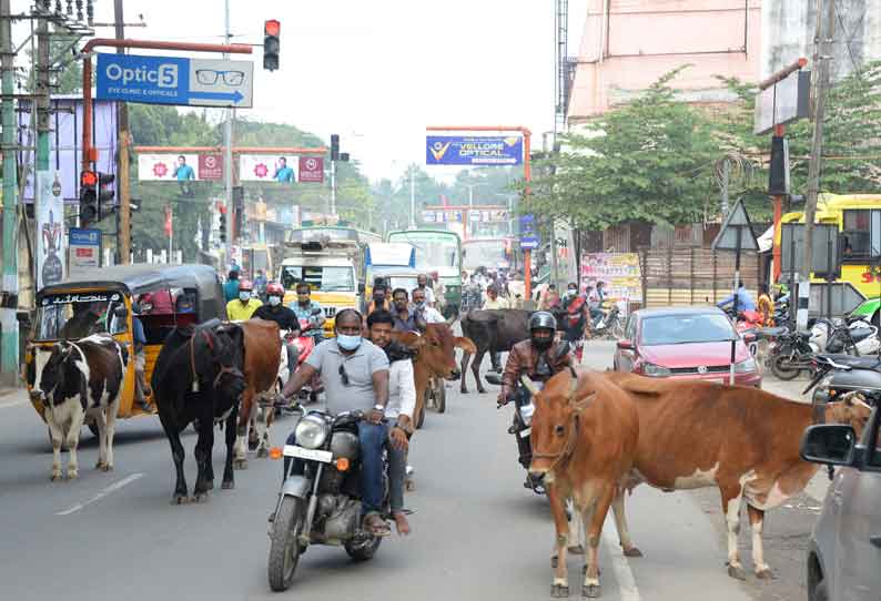 வேலூர் மாநகராட்சியில் சாலைகளில் சுற்றித்திரிந்து வாகன ஓட்டிகளை அச்சுறுத்தும் மாடுகள்