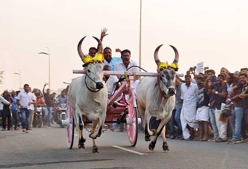 ரேக்ளா பந்தயம் நடத்த சுப்ரீம் கோர்ட்டு அனுமதி