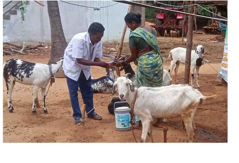 ‘தினத்தந்தி’ செய்தி எதிரொலி  காணை நோய் தாக்கிய ஆடு, மாடுகளுக்கு சிகிச்சை