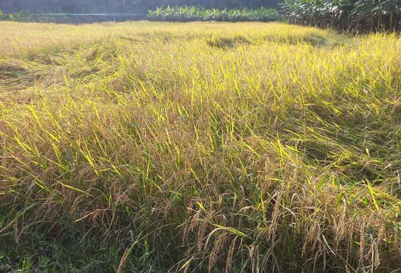 நெற்கதிர்களை அறுவடை செய்ய முடியாமல் விவசாயிகள் தவிப்பு