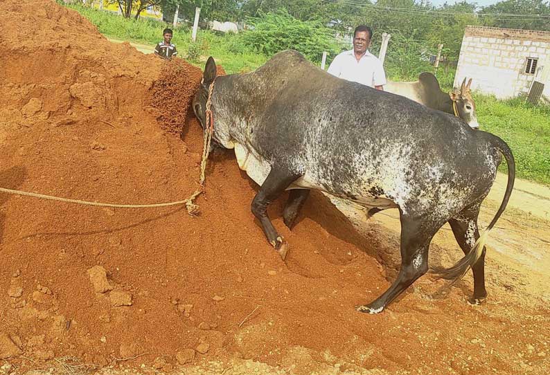 வடமதுரை பகுதியில் ஜல்லிக்கட்டில் மல்லுக்கட்ட தயாராகும் காளைகள்