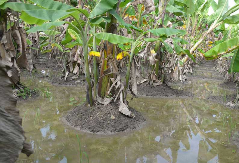 தேங்கி நிற்கும் தண்ணீரால் 2 ஆயிரம் வாழைகள் நாசம்