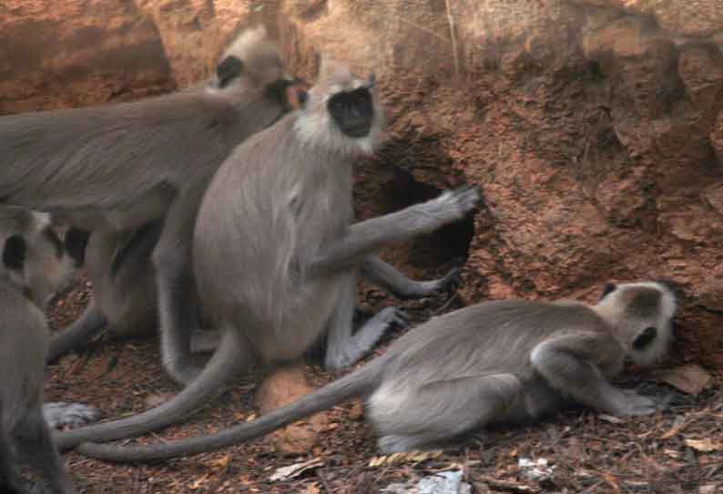 உடுமலை மூணாறு சாலையில் சிங்கவால் குரங்குகள் நடமாட்டம்