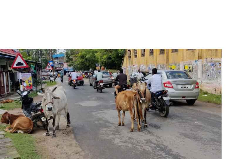 வாகன ஓட்டிகளுக்கு இடையூறாக சுற்றித்திரியும் கால்நடைகள்