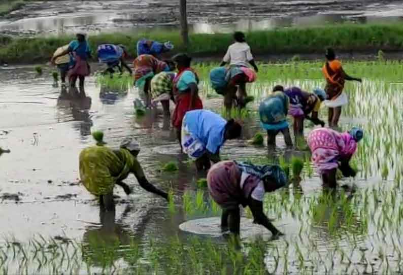 நடவுப்பணி தீவிரம்