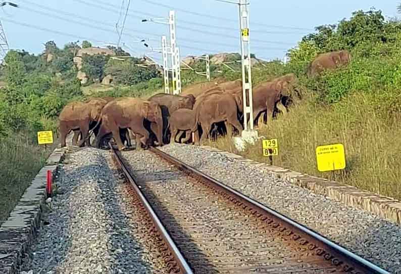 ராயக்கோட்டை அருகே ரெயில்வே தண்டவாளத்தை கடந்து சென்ற யானைகள்