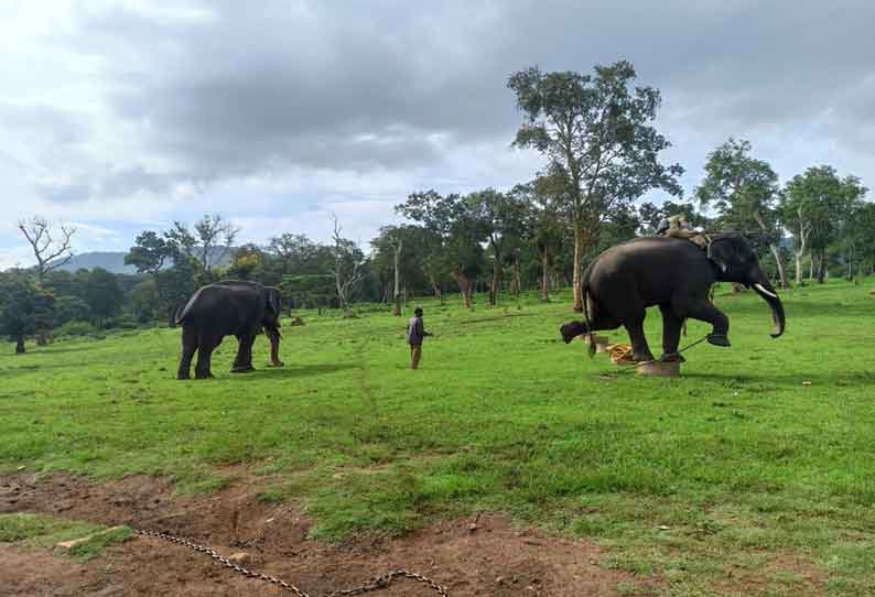 முதுமலை புலிகள் காப்பகத்தில் வளர்ப்பு யானைகளுக்கு கும்கி பயிற்சி