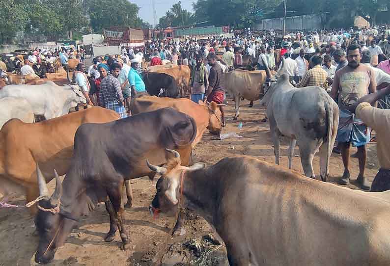 பொள்ளாச்சி சந்தைக்கு மாடுகள் வரத்து அதிகரிப்பு