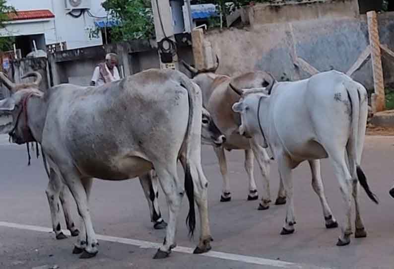 போக்குவரத்துக்கு இடையூறாக திரியும் மாடுகள்