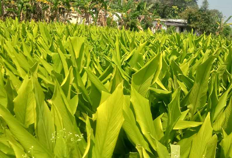 தேவூர் பகுதியில், பொங்கல் பண்டிகையை முன்னிட்டு அறுவடைக்கு தயாராக உள்ள மஞ்சள் குலைகள்