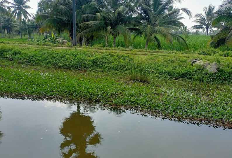 கீழ்பவானி பாசன கால்வாயை ஆக்கிரமித்துள்ள ஆகாயத்தாமரைகள்