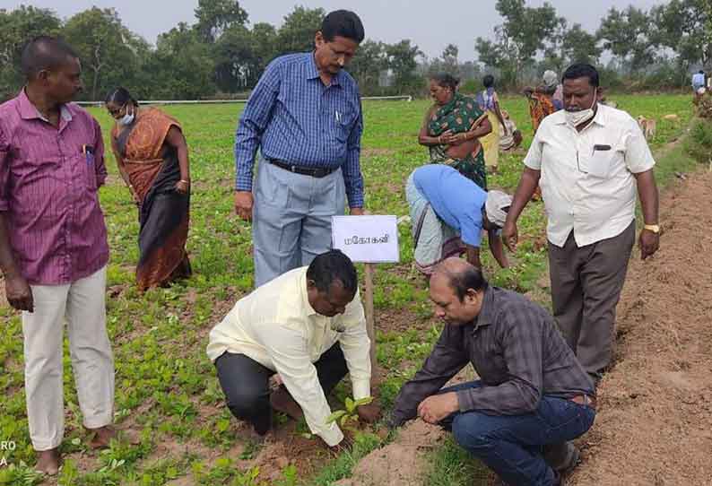 குறிஞ்சிப்பாடி பகுதியில் வேளாண் காடுகள் வளர்ப்பு திட்டத்திற்காக மரக்கன்றுகள் நடும் பணி