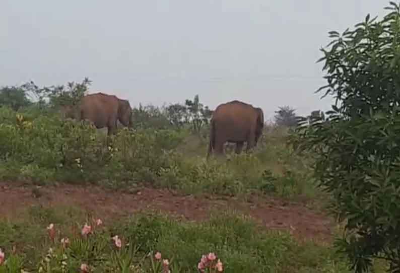 பவானிசாகர் அருகே தோட்டங்களில் முகாமிட்ட யானைகள்; விவசாயிகள் அச்சம்