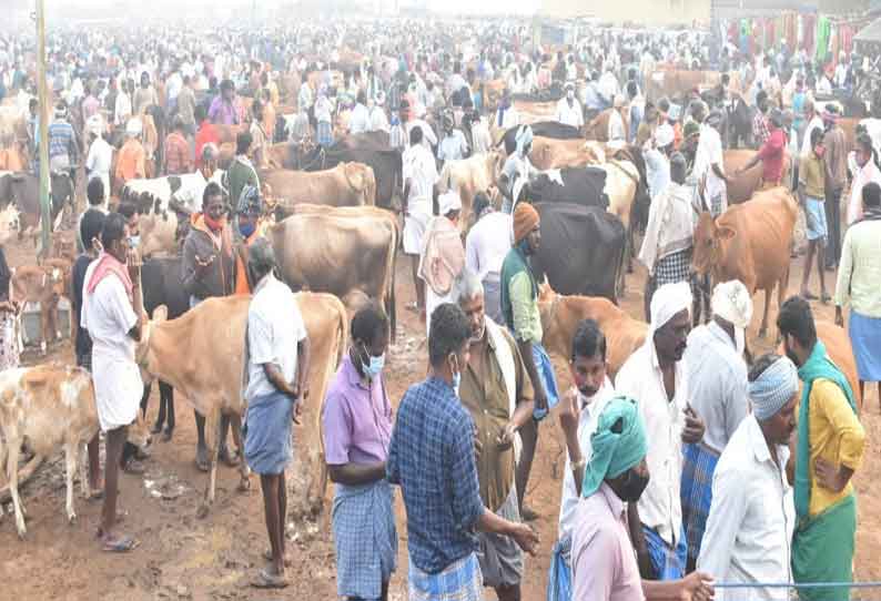 கருங்கல்பாளையம் சந்தைக்கு  500 மாடுகள் விற்பனைக்கு வந்தன