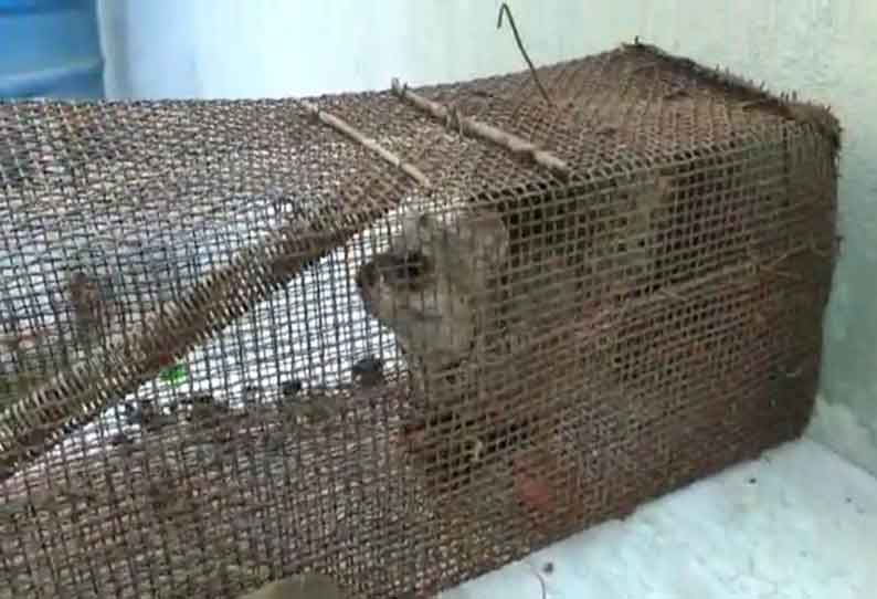 பவானிசாகர் அருகே எலிப்பெட்டியில் சிக்கிய அரிய வகை புளுகு பூனை