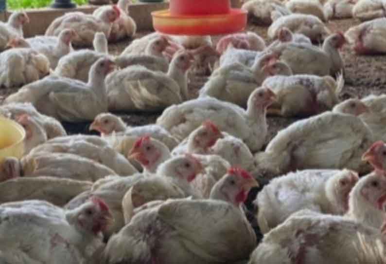 கறிக்கோழி நுகர்வு குறைந்ததால் பண்ணை கொள்முதல் விலை வீழ்ச்சி