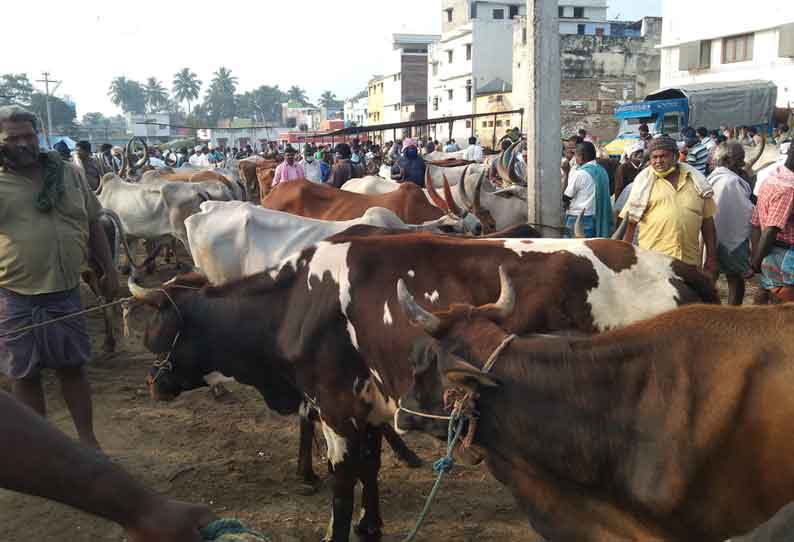 அந்தியூர் கால்நடை சந்தையில் காங்கேயம் காளை மாடு ஜோடி ரூ.1½ லட்சத்துக்கு விற்பனை