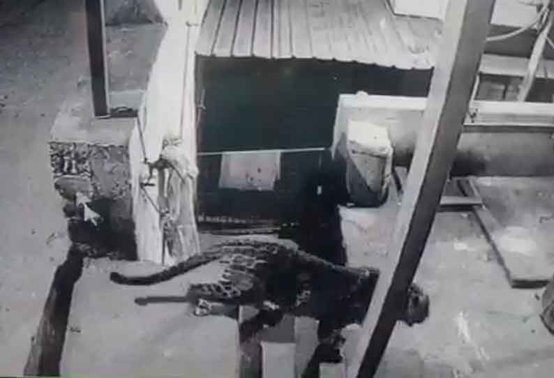 தனியார் கல்லூரிக்குள் புகுந்த சிறுத்தைப்புலி